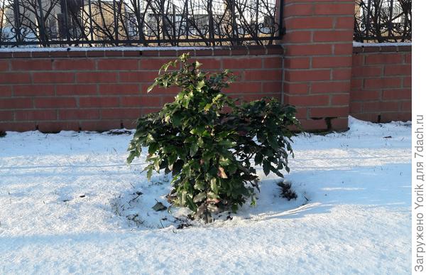 Красотка - магония.