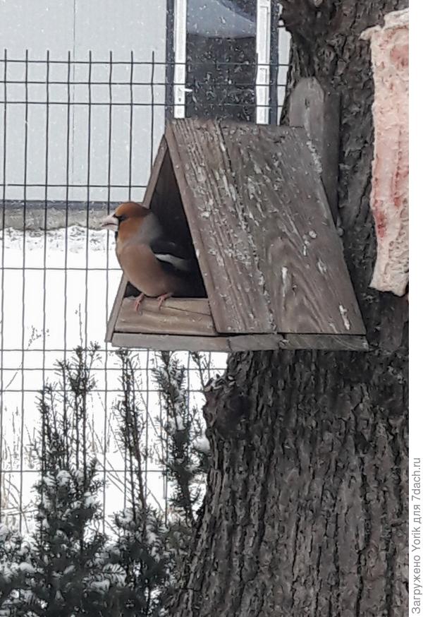 Основательно так садится в кормушку, и плевать ему на возмущенных синиц. Пока не поесть в кормушку никого не пускает