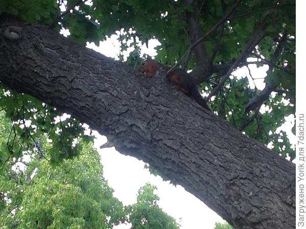 Единственное место  где есть полноценный лес амбровых деревьев, и толпа белок