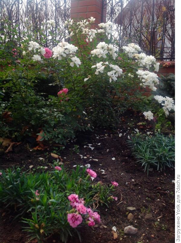 Фото сделано 3 ноября