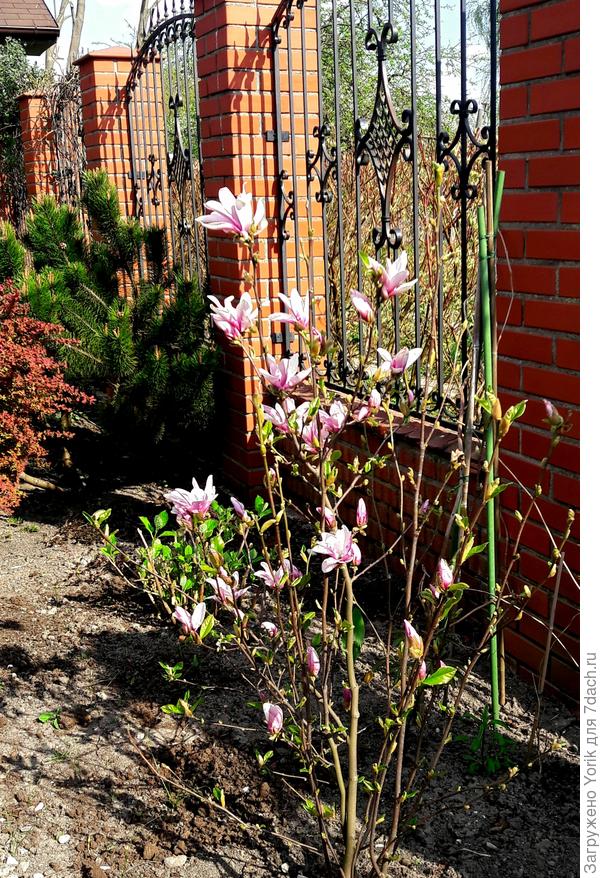 Начинает &amp;quot;взрослеть&amp;quot;