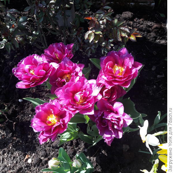 Тоже похожи на пионы