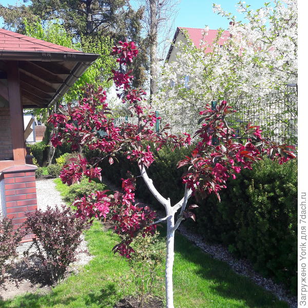 Конечно не такие белоснежные