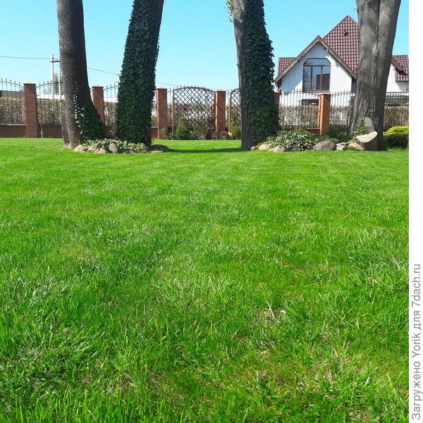 А это плоды танцев с газонокосилки, под ритмы любезно предоставленные Ольгой