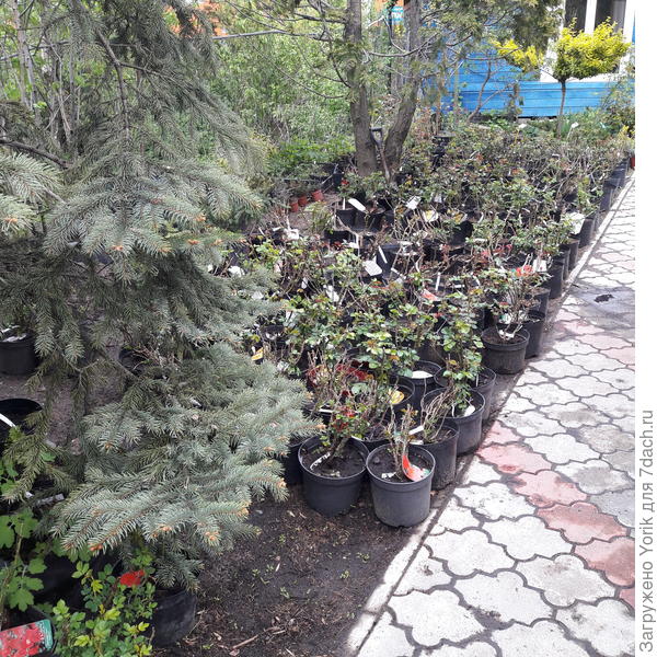 Отделение роз. В этом году еще основного завоза не было. Это перезимовавшие растения. Но на них и прошлогодние цены.