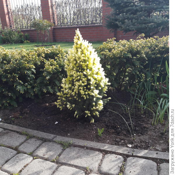 Золотистый тис, золотистая хвоя ели