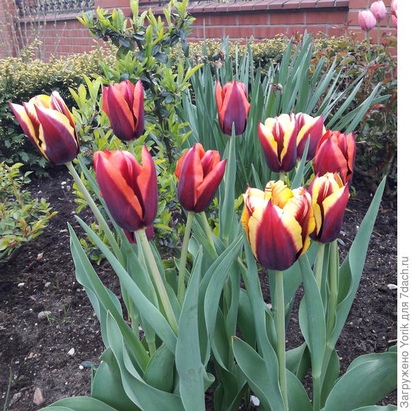 Вот эти тюльпаны продавались  набором.