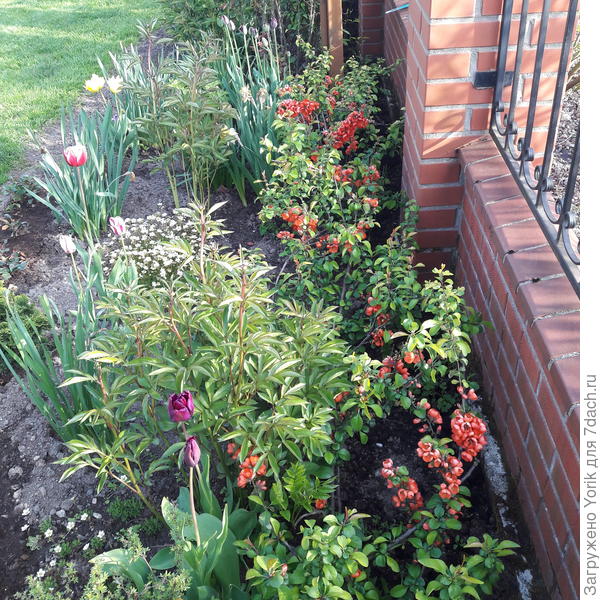 В этом году припозднился с цветением, где то на неделю