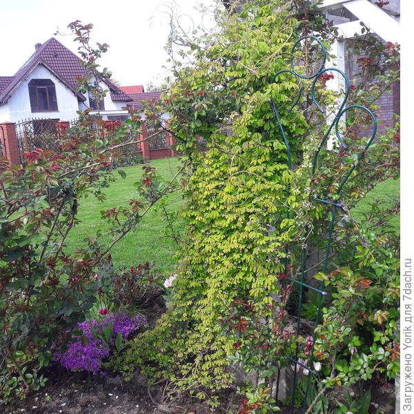 А это "царица полей" во всей красе