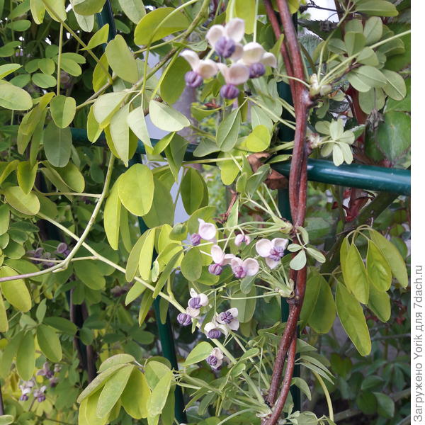 Вот ее цветки, такой легкий медово шоколадный аромат