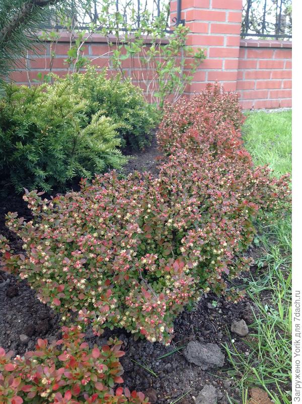 Бордюр ещё не такой яркий, солнца ещё не очень достаточно, ну и не такой ровный, возраста не хватает