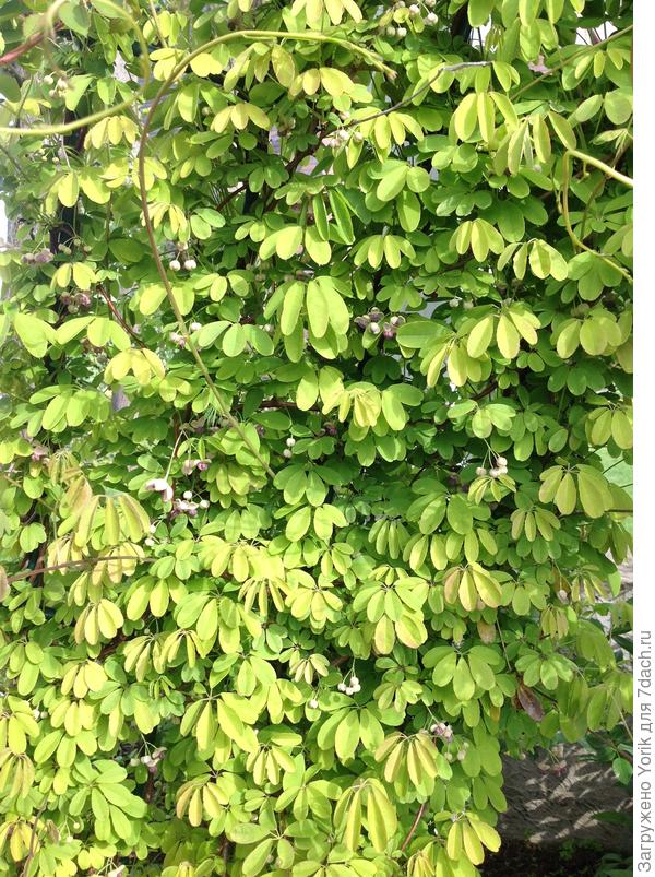 В этом году Акебия первый раз зацвела