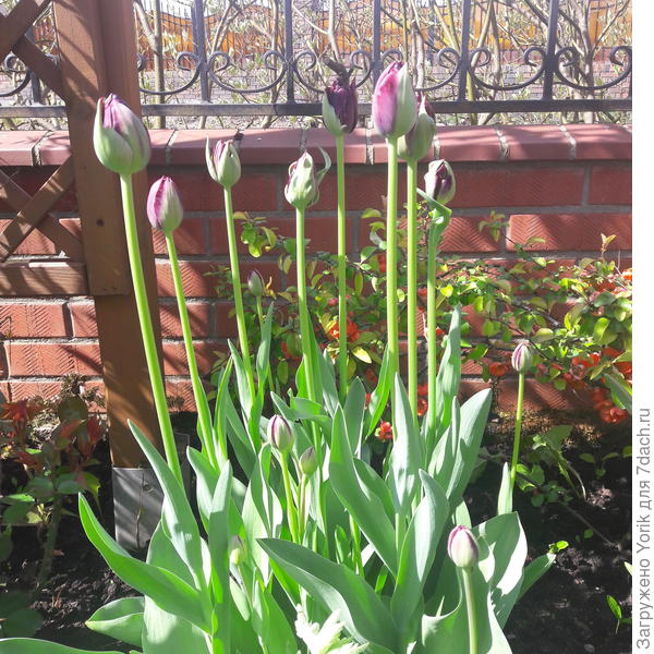 Еще одни тюльпаны - неторопыги