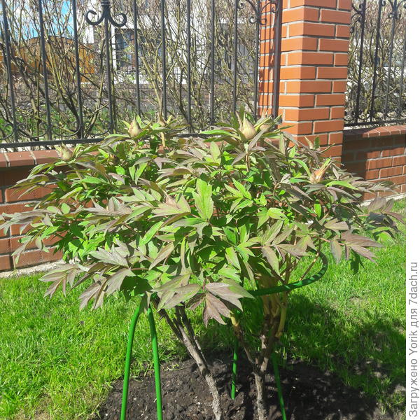 Древовидный пион набрал бутоны.