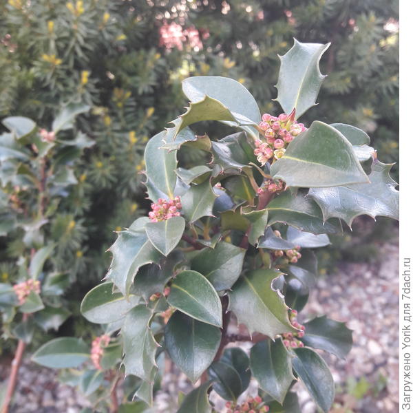 Падуб наконец то решил цвести. Пусть цветочки невзрачные, зато ягоды нарядные, да и дроздам лакомство