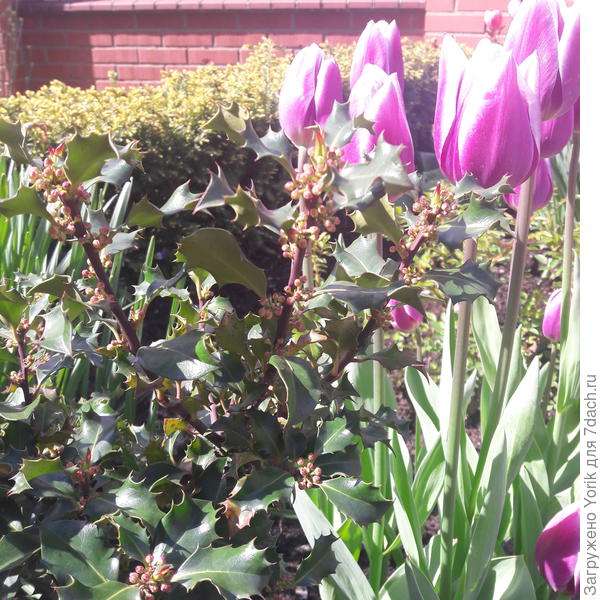 Ну и в завершение, еще один падуб