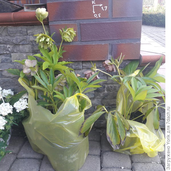 Так что и зимой буду с цветами