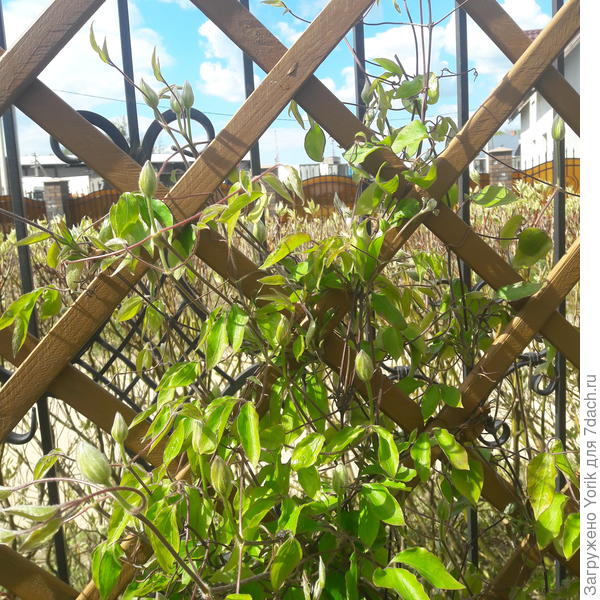 Клематисы уже скоро распустятся