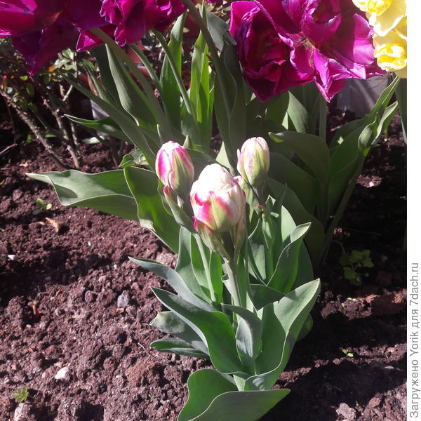 Некоторые тюльпаны только сейчас решаются расцвести