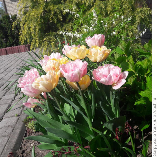 Доцветают тюльпаны