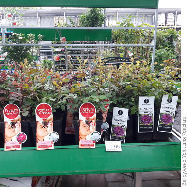 Флорибунда "Минерва"