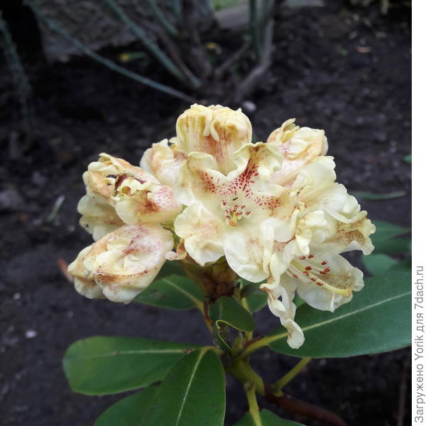 Такой вот, в пятнышках.