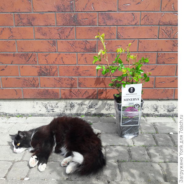 Тут еще и Пуша подружку привел