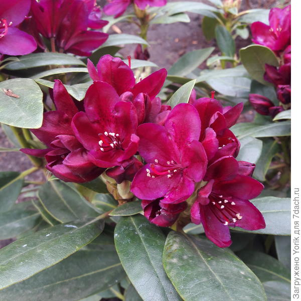 На самом деле он еще темнее