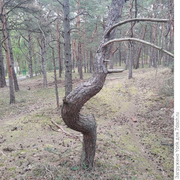 Если углубиться в в лес то тут то там растут такие сосны.