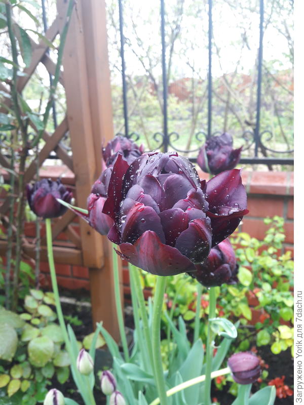 Не знаю, но форма бутона мне почему то напоминает артишок