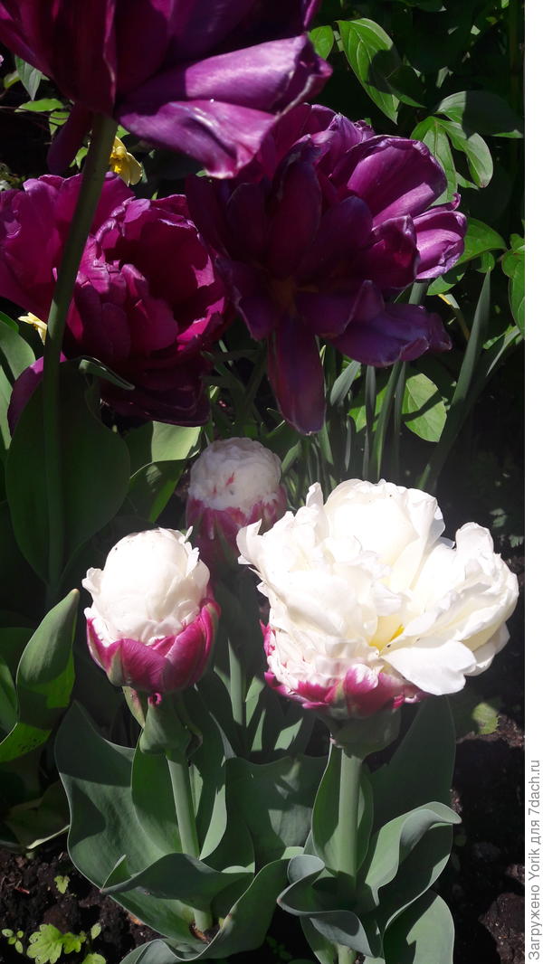 Еще один тюльпан вспомнил, что вроде уже весна