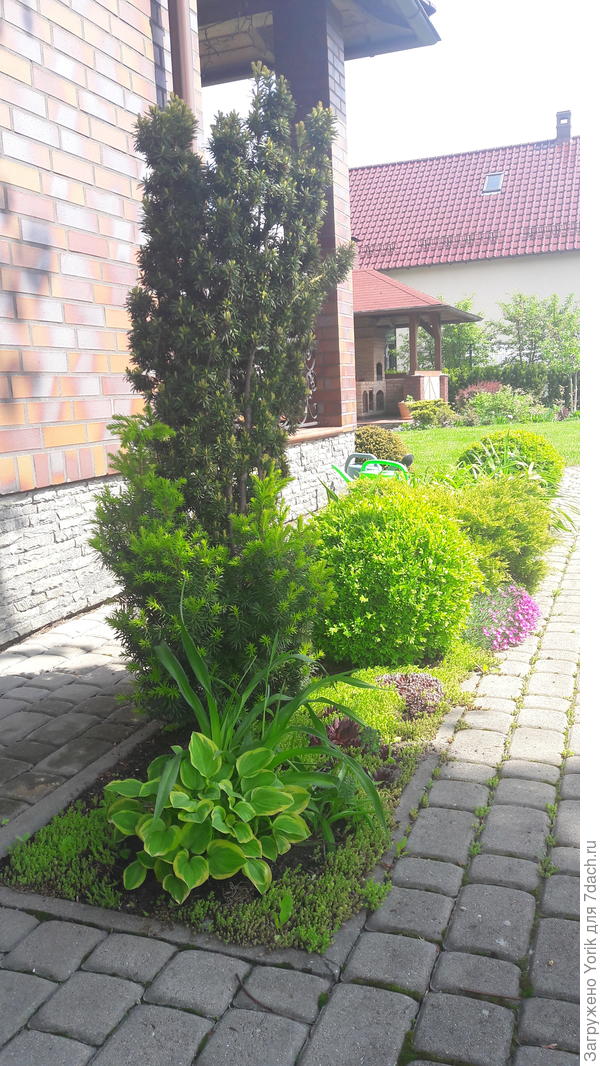 А это просто, "свежая" весенняя зелень