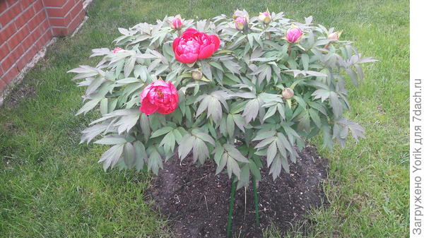 Начинает цвести древовидный пион