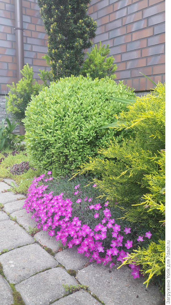 И гвоздика начала цвести, да и самшит "разлохмалился".