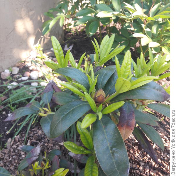 Бутоны один и тот по видимому не жилец