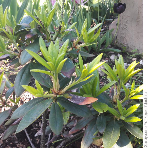 Напрягает состояние старых листьев