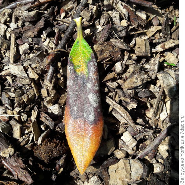 Этот лист легко оторвался