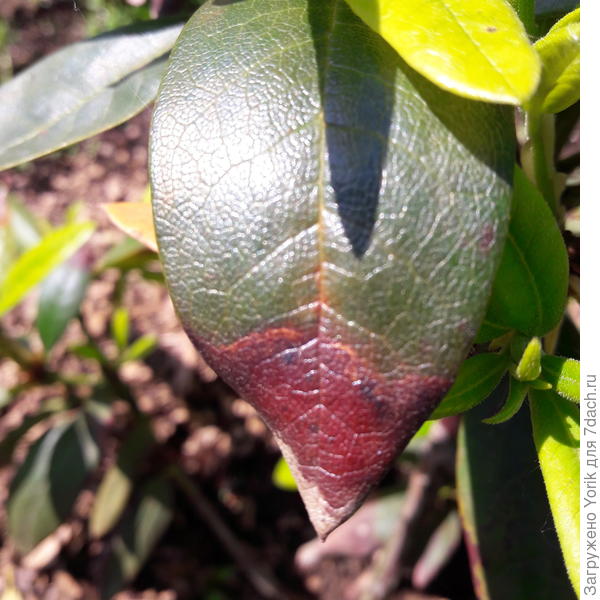 Этот лист сидит крепко