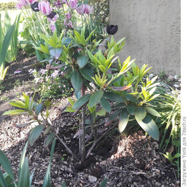 Молодые ветки отрасли где то за неделю.