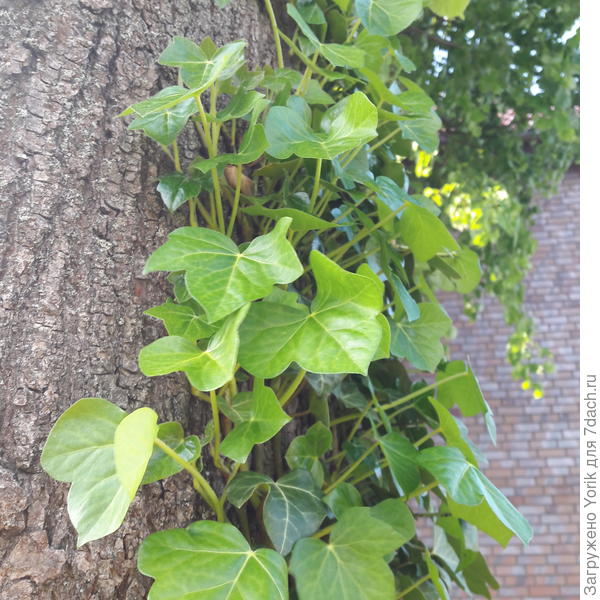 Такая вот, еще нежная, листва