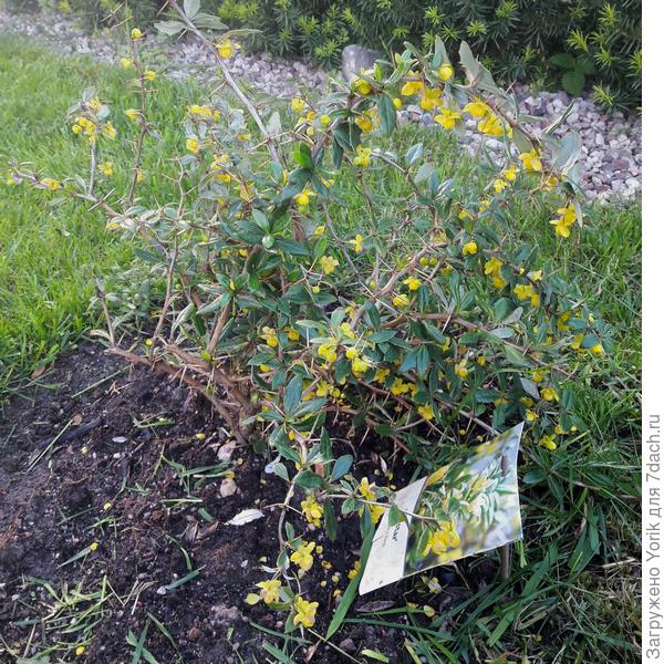 Барбарис перезимовал, и раз начал цвести, значит прижился