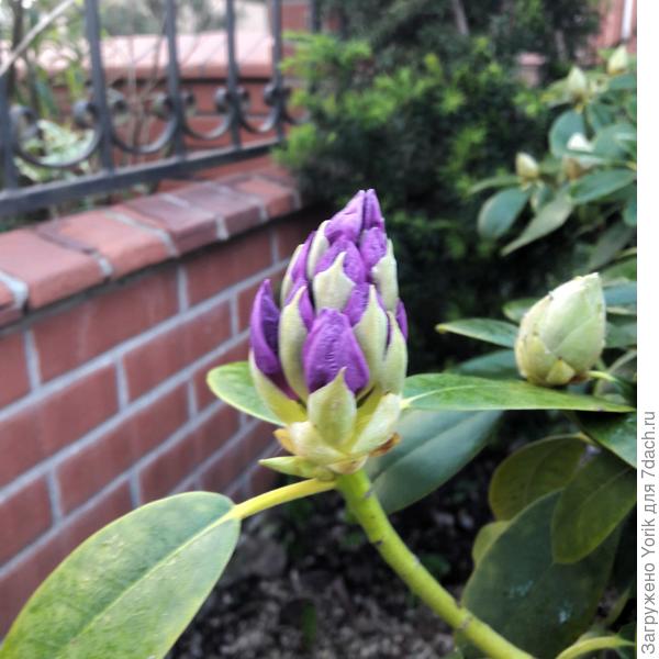 Еще один рододендрон дал о себе знать. Сорт не знаю