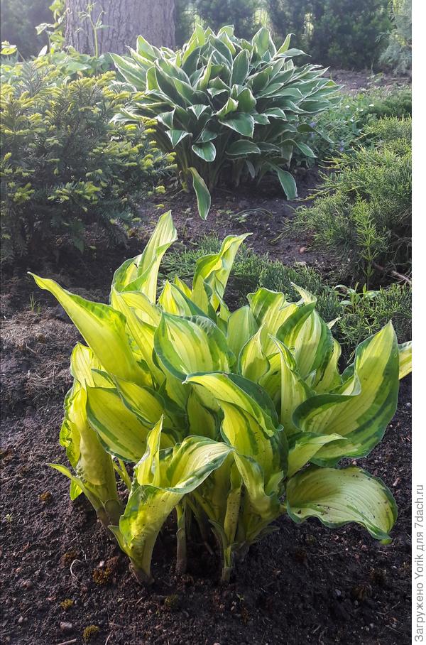 Ну а за три теплых дня хосты борются за почетное звание "слонопотам"