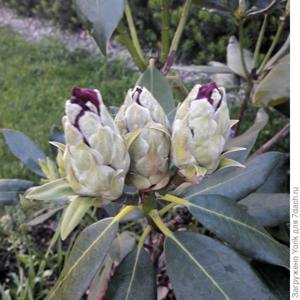 Рододендрон  Nova Zembla ждет своей очереди