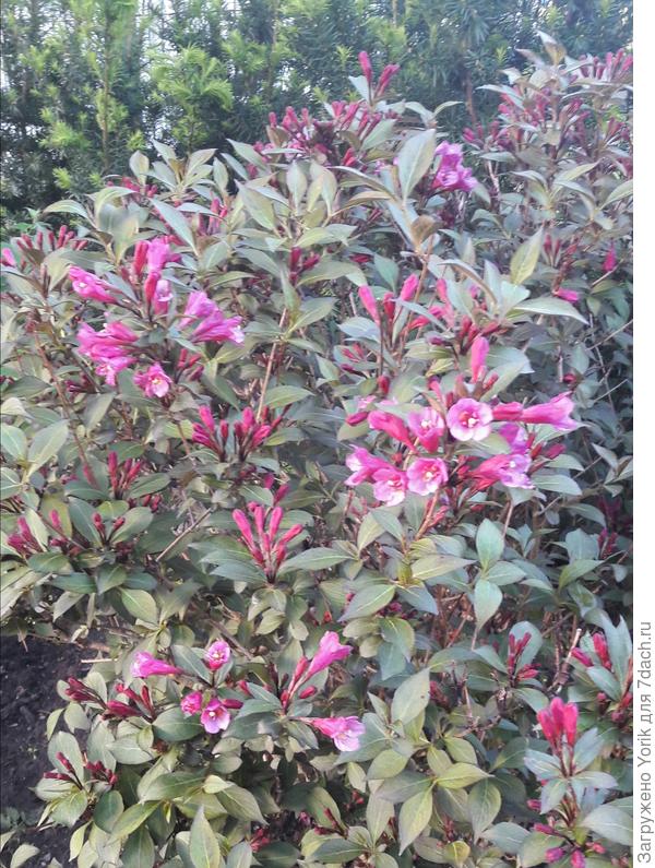 Знаю точно, что не подсолнух