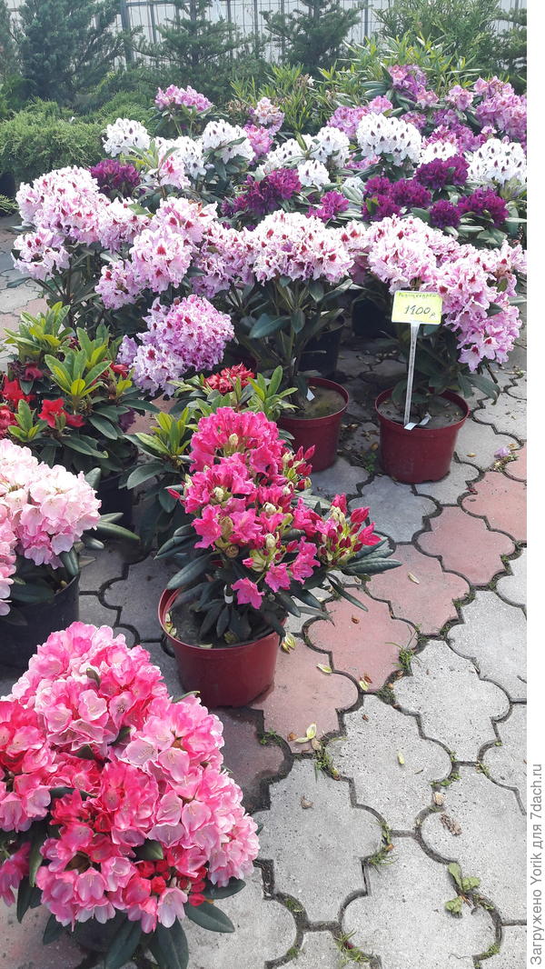 Разных оттенков