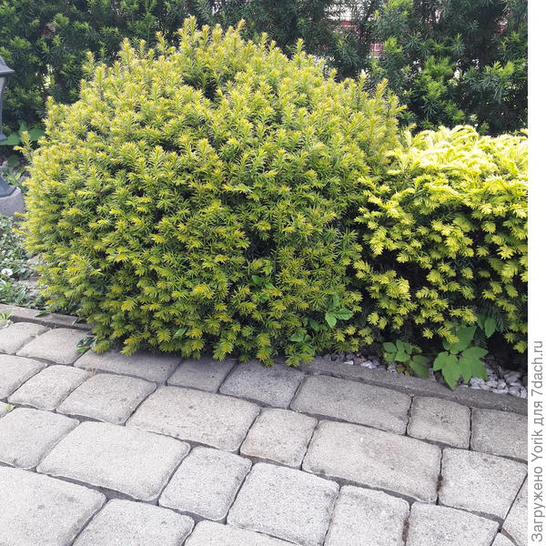 Вот немного разлохматился, ждет стрижки