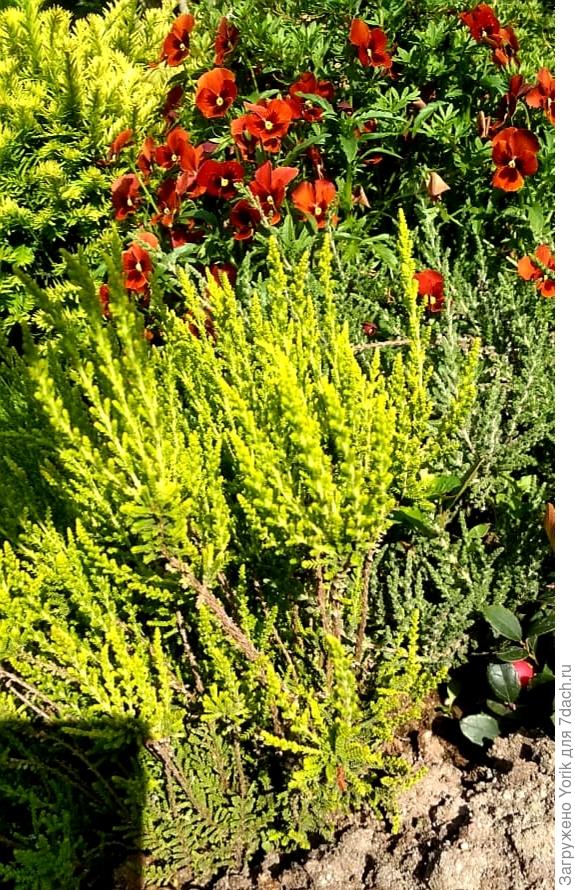 В.В. Вереск и виоллы