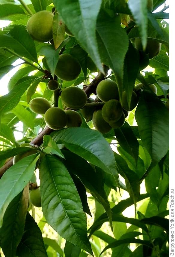 персик в этом году решил плодоносить