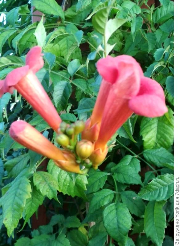 Первые цветы